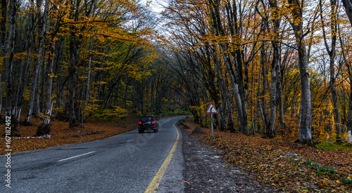 Autumn scene with road in forest © Vastram