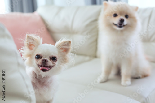 chihuahua and pomeranian dog cute pet happy smile © sutichak