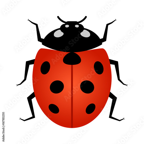Coccinellidae Ladybug or ladybird beetle insect line art vector icon for wildlife apps and websites