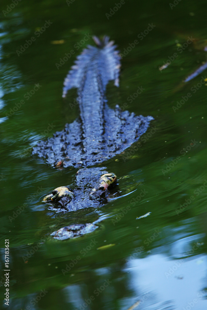 Crocodile lurking in the water Crocodile lurking in the water