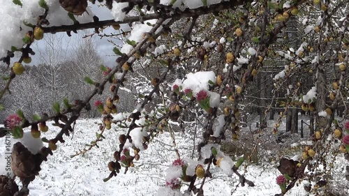 Winter forest. Wiggling in the wind branches of a tree.