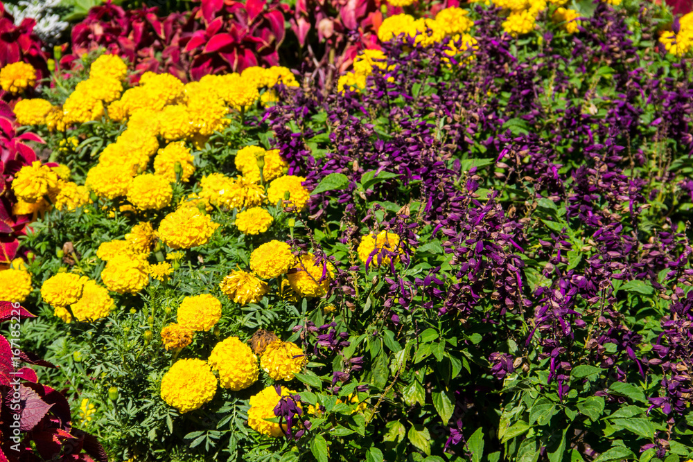 Obraz premium Flowerbed with yellow marigolds and purple salvia flowers