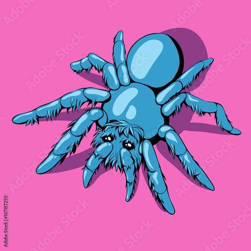 Blue spider. Shaggy tarantula. Very cute.