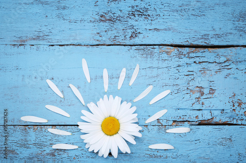 Fototapeta Naklejka Na Ścianę i Meble -  Chamomile flower on blue wooden table
