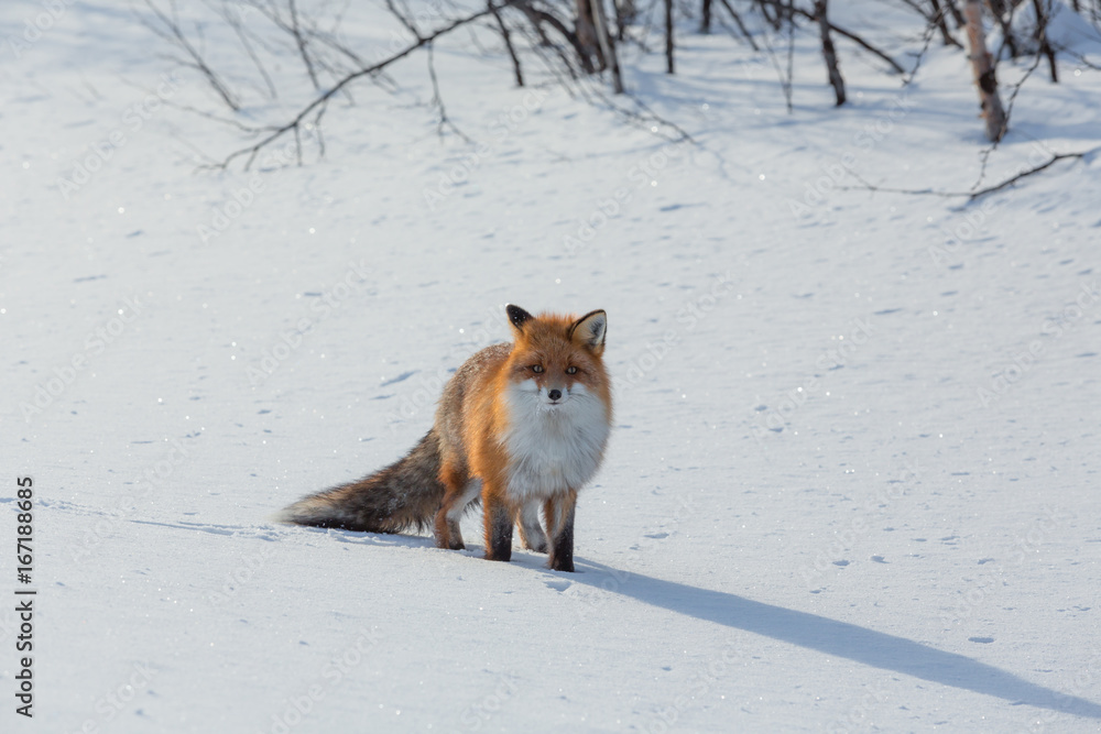 Lonely fox walking on snow in winter Lonely fox walking on snow in winter