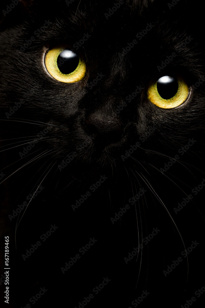 Fototapeta Czarny kot na czarnym tle