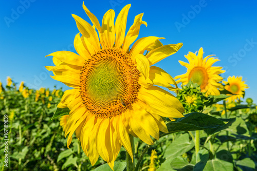 Yellow field of sunflowers