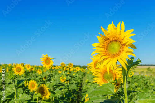 Yellow field of sunflowers