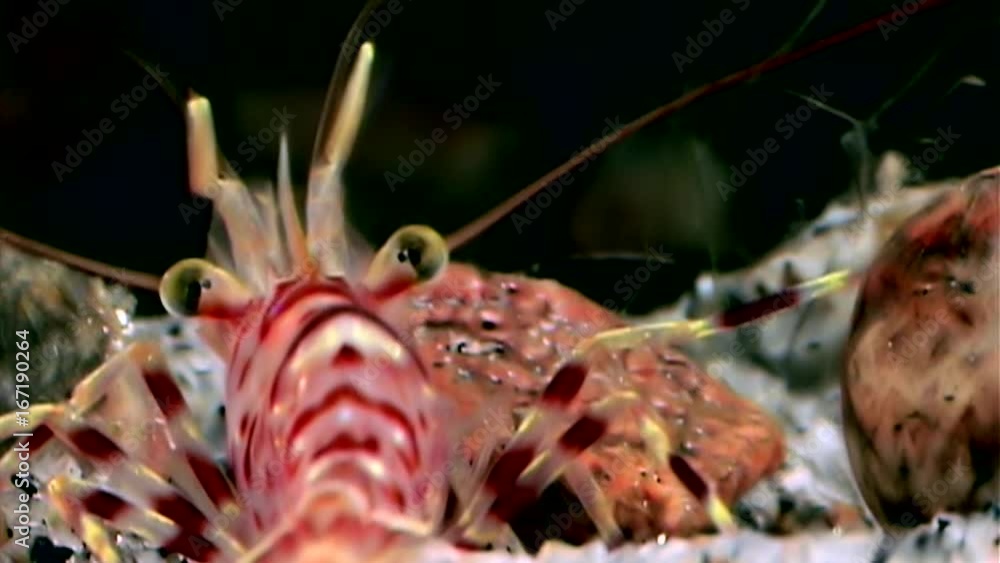 Red shrimp masked in search of food underwater seabed of White Sea Russia. Unique video close up. Predators of marine life on the background of pure and transparent water stones. Red shrimp masked in search of food underwater seabed of White Sea Russia. Unique video close up. Predators of marine life on the background of pure and transparent water stones.