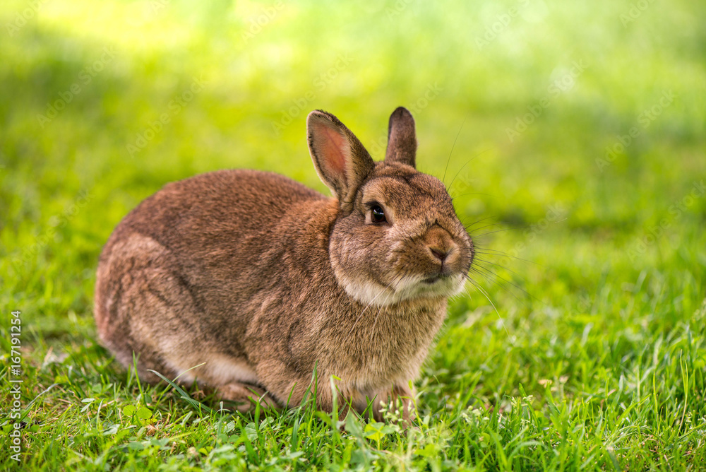 Fototapeta premium shot of brown bunny eating grass in the middle of meadow in the countryside on sunny spring day on a colorful background. Easter is coming, cute rabbit. long ears. Looking for Easter eggs