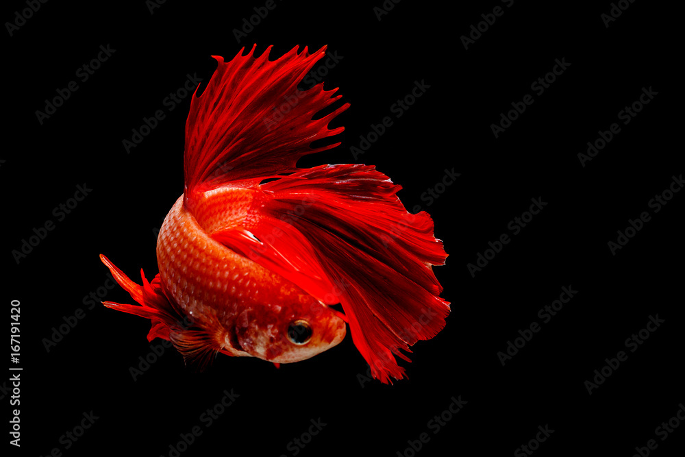 Fototapeta premium Fighting fish in black background.
