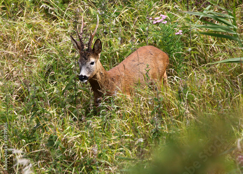 Roedeer buck in a field