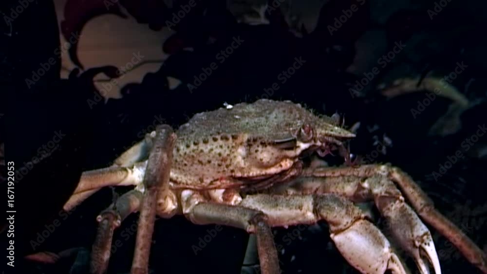 Crab hios underwater in search of food on seabed of White Sea Russia. Unique video close up. Predators of marine life on background of pure and transparent water stones. Crab hios underwater in search of food on seabed of White Sea Russia. Unique video close up. Predators of marine life on background of pure and transparent water stones.
