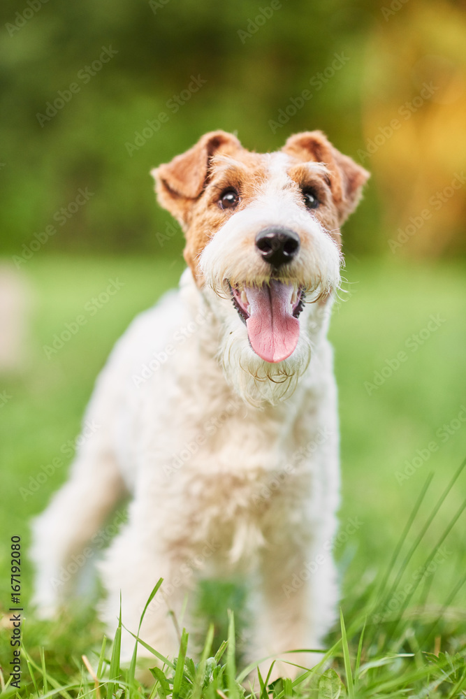 Vertical shot of a cute happy and healthy fox terrier dog standing in the grass at the park nature happiness health recreation active lifestyle. 