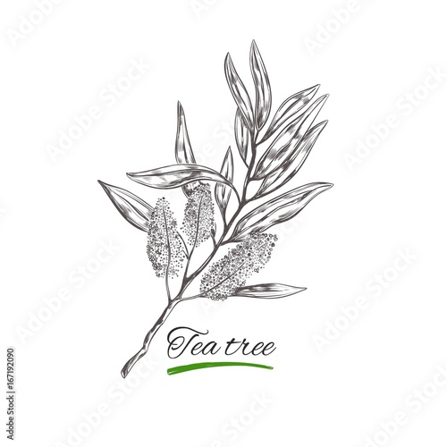 Tee tree . Vector hand drawn collection.Natural herbs and flowers. Beauty and Ayurveda. Organic cosmetics