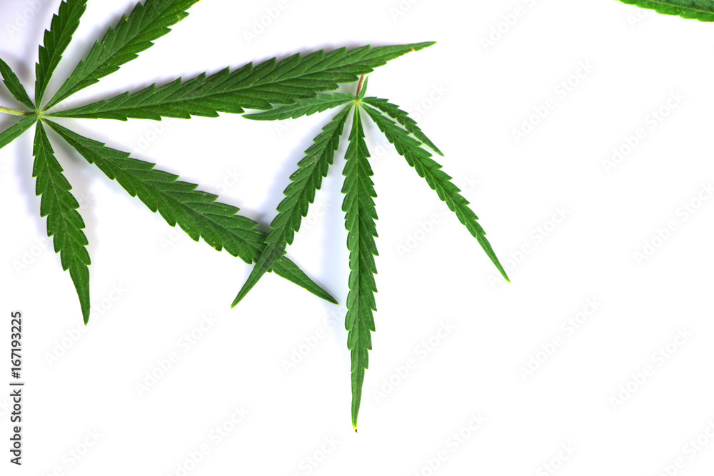 Cannabis leaves Cannabis leaves