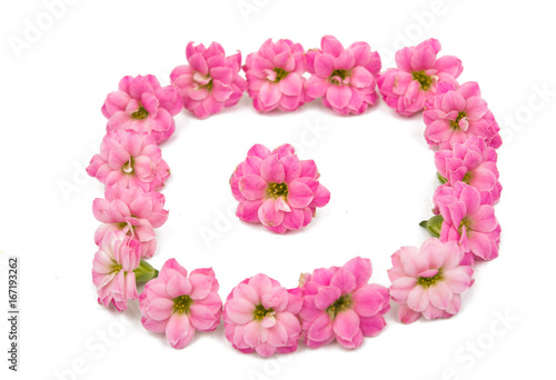 Fototapeta Naklejka Na Ścianę i Meble -  Pink little beautiful flowers