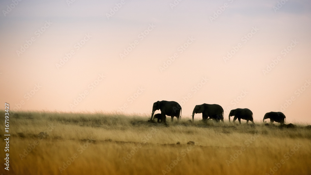 Fototapeta premium Elephants walking at sunset