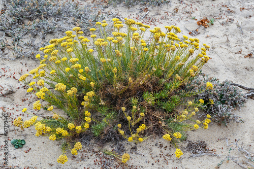 Helichrysum stoechas. Manzanilla bastarda. Perpetuas de monte o silvestre. Siempreviva. photo