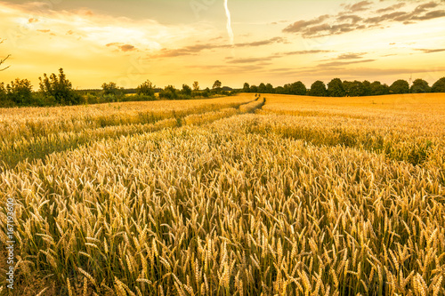 Golden wheat field and sunset sky  landscape of agricultural gra