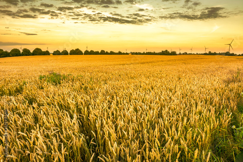 Golden wheat field and sunset sky  landscape of agricultural grain crops in harvest season  panoramic view