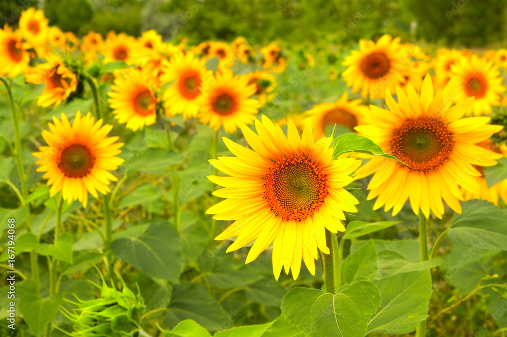 Bright yellow sunflower on green background Bright yellow sunflower on green background