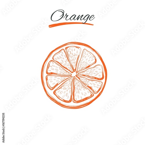 Orange. Vector hand drawn. Isolated objects. Natural herbs and flowers. Beauty and Ayurveda. Organic cosmetics