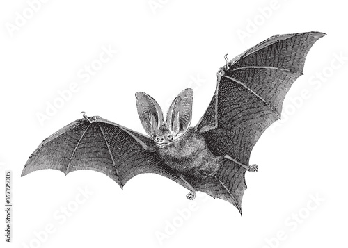 Brown long-eared bat (Plecotus auritus) / vintage illustration Fototapet