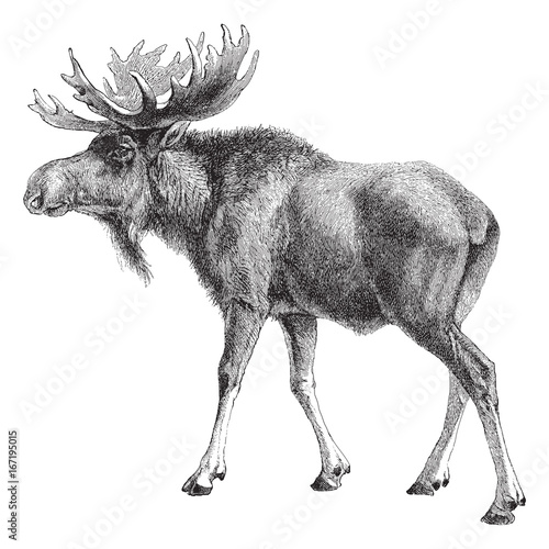 Moose (Alces palmatus) - vintage engraved illustration