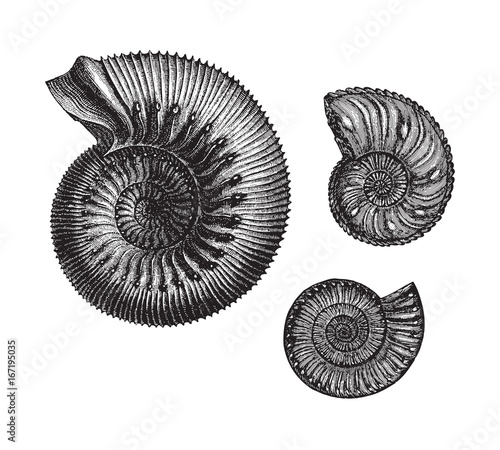 Ammonites (Jurassic fossil organisms) - vintage illustration photo