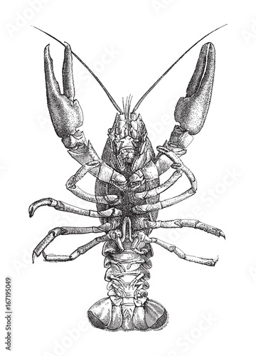 European crayfish (Astacus fluviatilis) - vintage illustration photo
