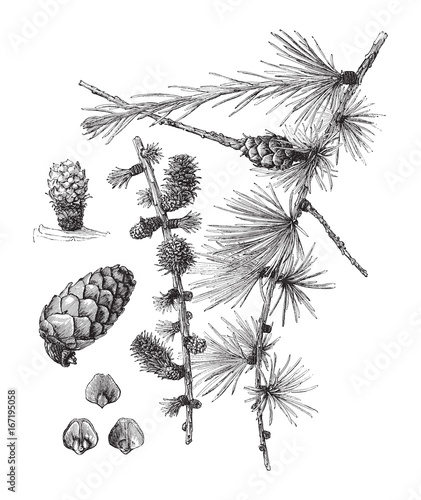 Larch (Larix europaea) - vintage illustration