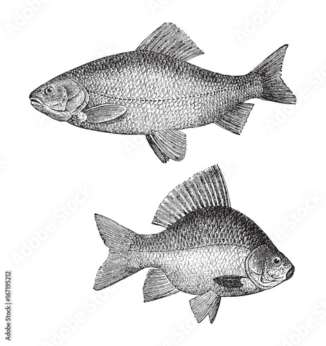 Golden ide (Leuciscus idus melanotus) above and Crucian carp (Carassius carassius) under - vintage illustration