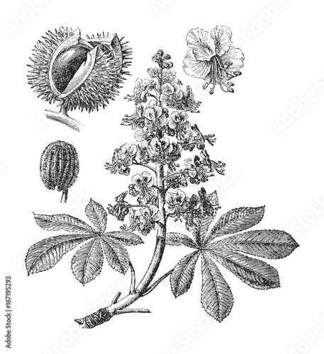Horse chestnut or Conker tree (Aesculus Hippocastanum) - vintage illustration photo