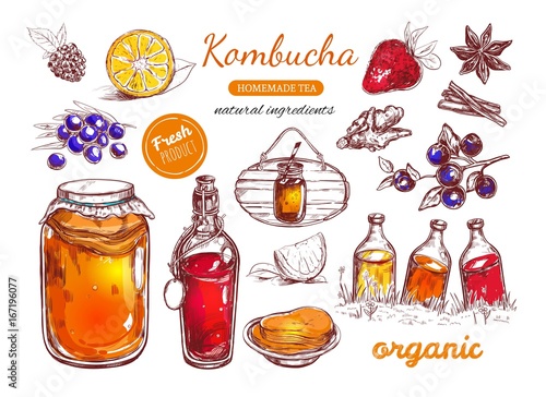 Kombucha homemade tea collection. Vector hand drawn illustration. Isolated objects on white