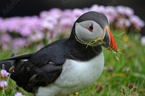 Puffin 10