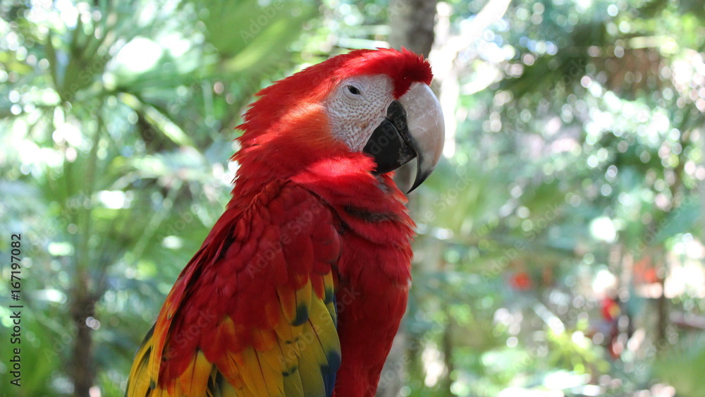 Parrot ARA