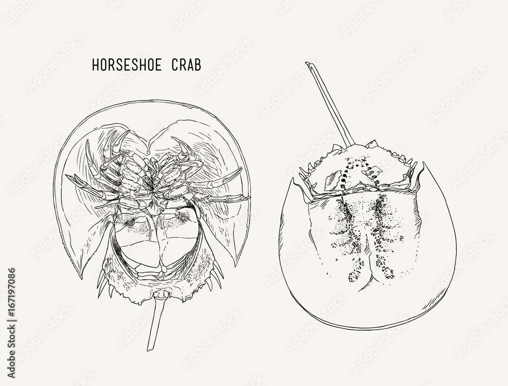Horseshoecrab hand draw sketch vector. Stock Vector Adobe Stock