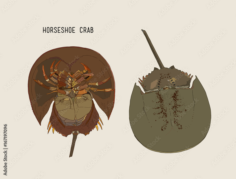 Horseshoecrab hand draw sketch vector. Stock Vector Adobe Stock