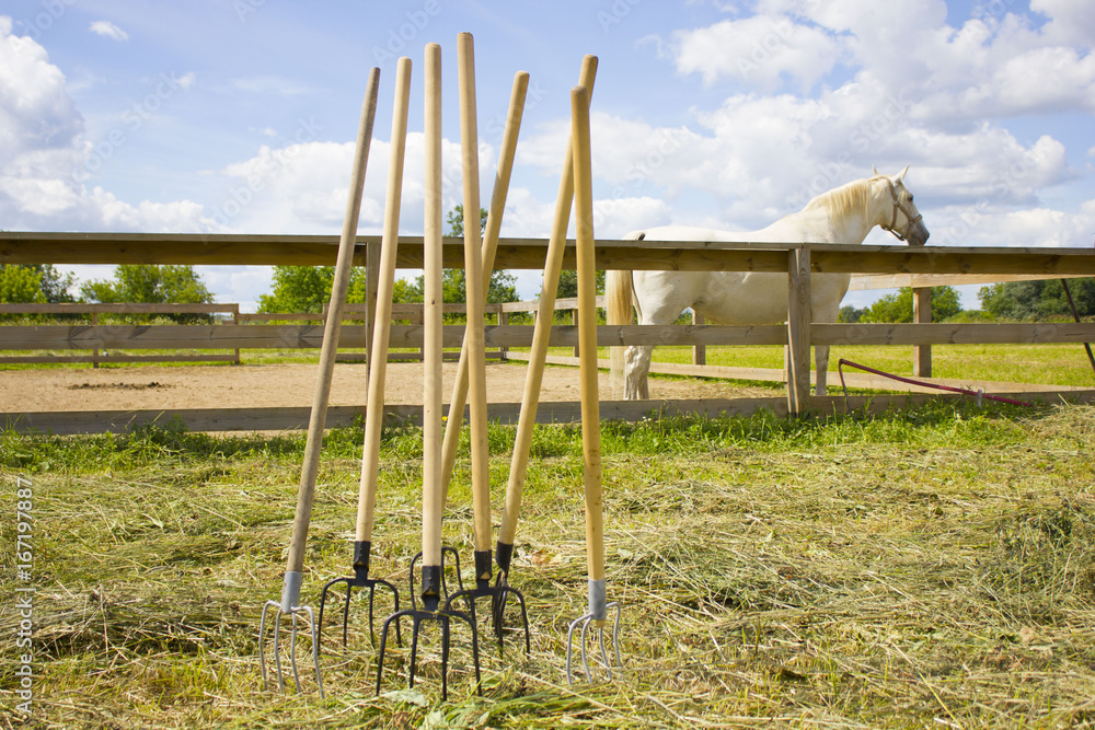 Fototapeta premium A pitchfork on a field on the farm, on a white horse