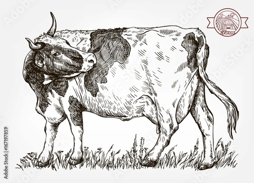 breeding cow. animal husbandry. livestock