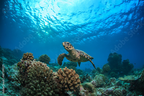 Underwater coral reef and wildlife with sea turtles © willyam