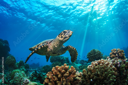 Fototapeta Underwater coral reef and wildlife with sea turtles