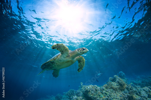 Obraz na plátně Underwater coral reef and wildlife with sea turtles