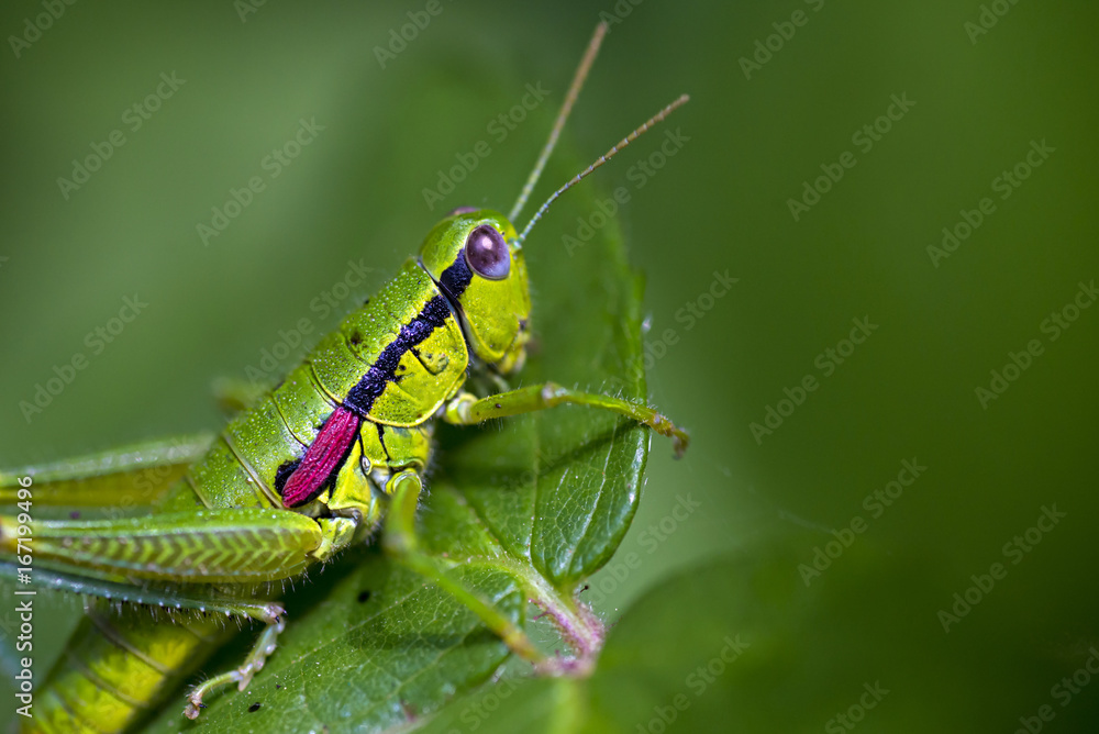 Green grasshopper on a leaf Green grasshopper on a leaf