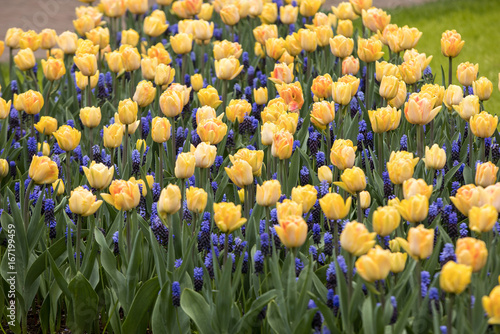 yellow tulips and  grape hyacinth blooming in a garden photo