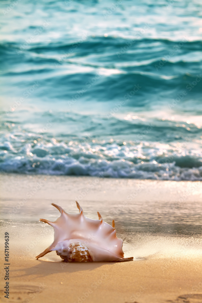 Tropical ocean paradise design template.Sandy beach with seashell near shorebreak Tropical ocean paradise design template.Sandy beach with seashell near shorebreak