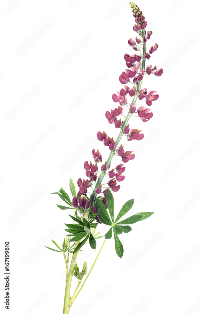 dark pink color lupine isolated on white dark pink color lupine isolated on white