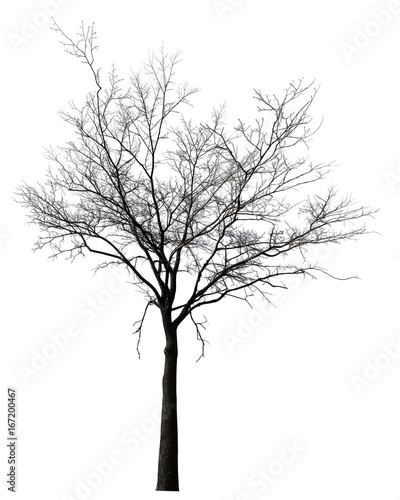 bare black tree isolated ob white © Alexander Potapov