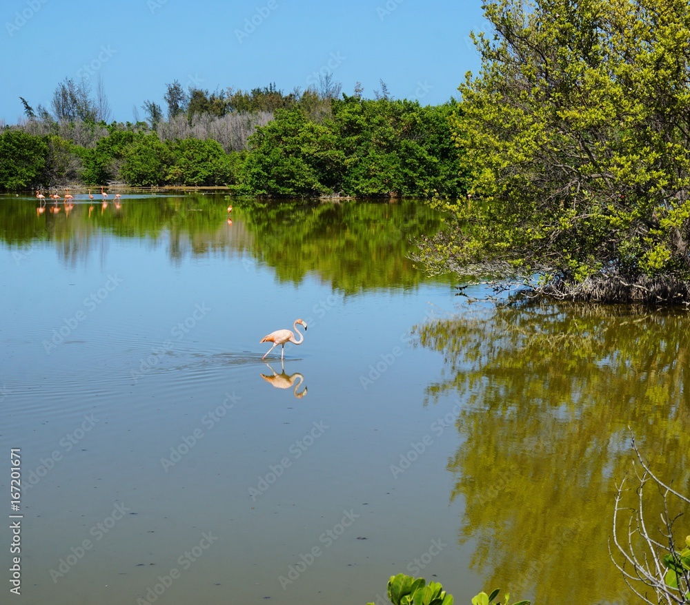 Flamingo in einer Lagune auf Cayo Coco, Jardines Del Rey, Kuba, Karibik